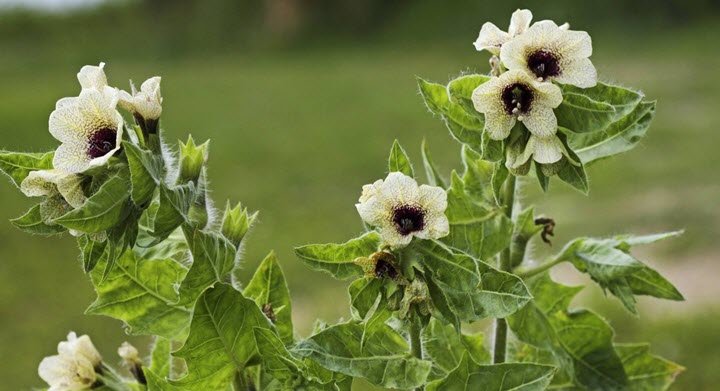  ������� ������������ ���������������� �������� ������� ����� ���������� �������� 