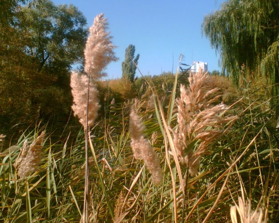 Злаки в парке Ленинского комсомола