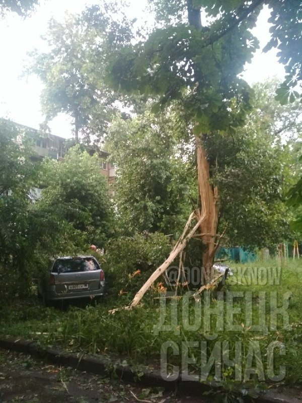 Фото молния ударила в дерево