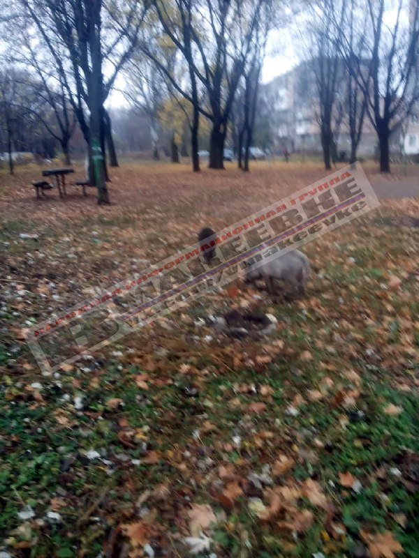«Города умирают, природа берет свое»: по Макеевке бегают дикие кабаны, - ФОТО
