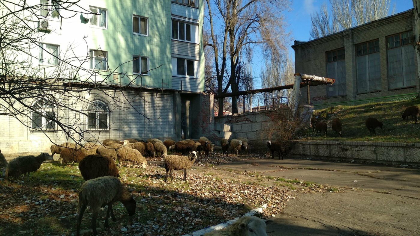 По Донецку гуляет стадо баранов, - ФОТО