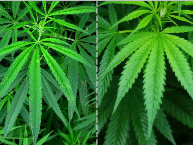 Фото растения конопли тгк вещество марихуаны