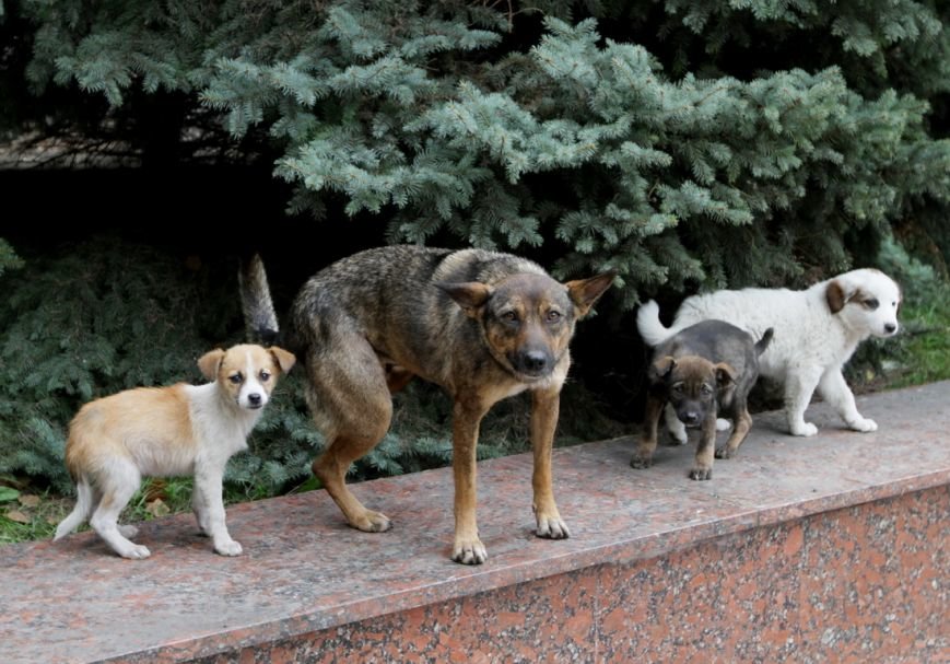 IMG_8556_новый размер