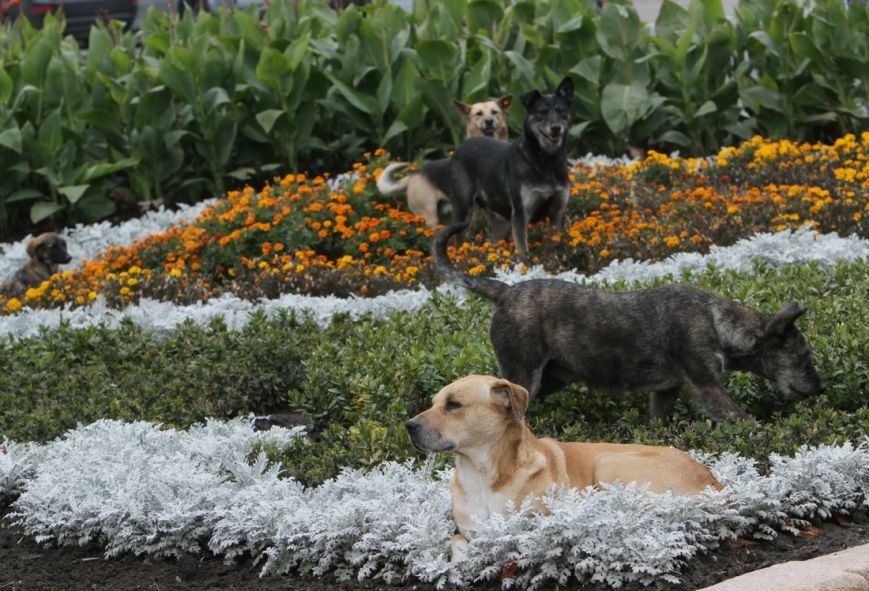 IMG_8598_новый размер