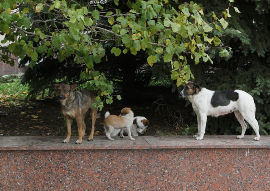 IMG_8541_новый размер