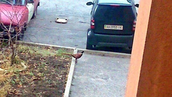 По улицам Донецка бродит дичь (ФОТОФАКТ) (фото) - фото 1