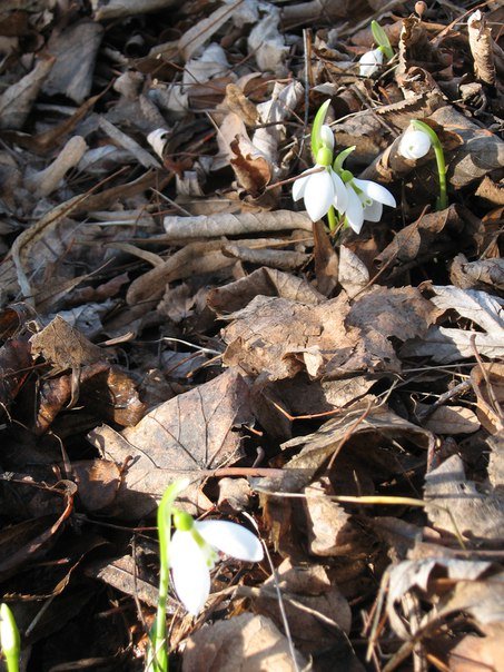 В Донецком ботаническом саду расцвели подснежники (ФОТОФАКТ) (фото) - фото 2
