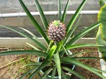 ananas1