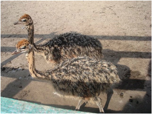 ostrich_farm_jampol_09